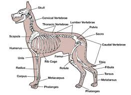 Back leg stiffness is common in bone cancer in a cat's spine or skull can also affect its movement. The Anatomy Of Your Dog Or Cat Bothell Pet Hospital Case Studies