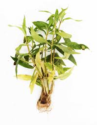 Image result for Hygrophila mutica