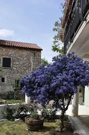 Ceanothus Blue Pacific Backyard Landscaping California Native Garden California Native Plants