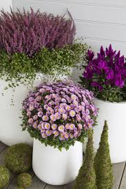 Disse Blomstene Holder Seg Vakre Hele Hosten Hagekasser Blomsterkrukker Krysantemum