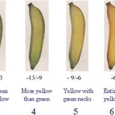 Pdf Bananas Raw Materials For Making Processed Food Products