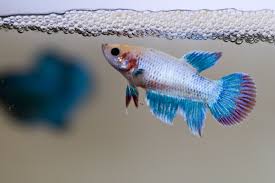 Pin By Jolisa Hume On Siamese Fighting Fish Breeding Betta Fish Betta Fish Bowl Betta Fish