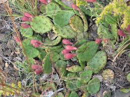 Bizarre cacti, amazing succulents, specialty growers, and fellow plant collectors. Plainville S Prickly Pear Cacti