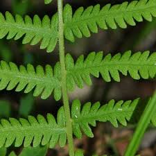 Image result for Thelypteris confluens