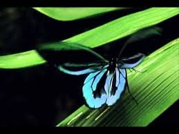 World S Largest Butterfly The Queen Alexandra S Birdwing Largest Butterfly Queen Alexandra Butterfly Effect