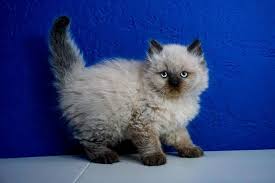 Birman Kittens For Sale Near Me Ragdoll Kittens For Sale Near Me In 2020 Ragdoll Kittens For Sale Ragdoll Kitten Kitten For Sale