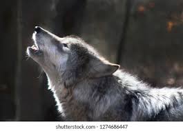 Timber wolf howling at the moon. Gray Wolf Table Lamp Decor Wildlife Full Moon Howling Timber Wolf Pack Statue Lamps Home Garden Worldenergy Ae