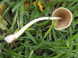 Image result for Conocybe lactea