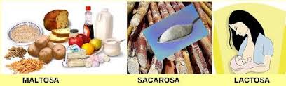 Resultado de imagen para oligosacaridos