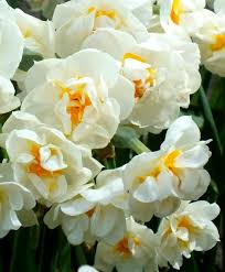 Narcissus Bridal Crown In 2020 Narcissus Flower Bulb Flowers Narcissus