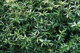 This list comes along with meanings to help you choose a name quickly. Stylo Hamata Grass Seeds Buy Stylo Hamata Grass Seeds In Chennai Tamil Nadu