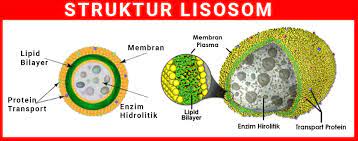 Check spelling or type a new query. Fungsi Lisosom Pada Sel Hewan Dan Struktur Lisosom Jawaban