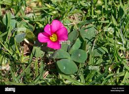 Image result for Oxalis obliquifolia