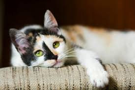 Select from hundreds of pet classifieds that will meet your preference. The Top 20 Mixed Cat Breeds In The World