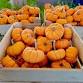 Calabazas PR Fest event image