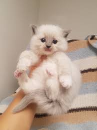 Pin By Aspen Ragdolls On Aspen Ragdoll Kittens Ragdoll Kitten Kitten Photos Kittens