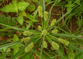 Image result for Cyperus diurensis
