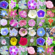 Pin On Gardens