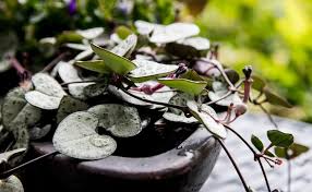 Image result for Ceropegia buchananii