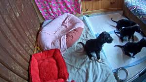 Are you thinking about great dane adoption? Live Puppy Camera Great Dane Puppies Nursery Cam Explore Org