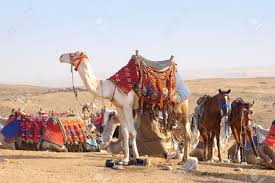 While the coat is thick, it reflects the sunlight and protects the camel from the heat that rises off the desert sand. Camel And Horses In Egyptian Desert Stock Photo Picture And Royalty Free Image Image 16063825