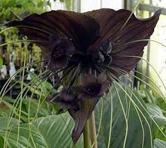Pin By Linda Davis On Make Me Pretty Bat Plant Unusual Plants Plants