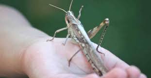 Check spelling or type a new query. 10 Arti Mimpi Belalang Menurut Psikolog Primbon Siopung