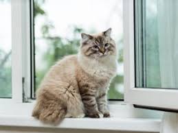 Of course, as we highlighted, some of these. Five Ways To Get Rid Of Cat Fleas Naturally
