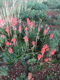 Image result for Vernonia poskeana