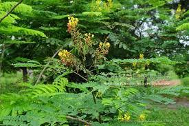 Image result for Caesalpinia sappan