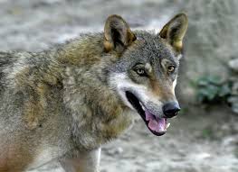 The gray, or timber, wolf (canis lupus) is the better known. Croatian Farmers Say Wolf Attacks On Livestock At Plague Level
