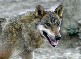 Wolves is not endorsed by or affiliated with microsoft. Croatian Farmers Say Wolf Attacks On Livestock At Plague Level