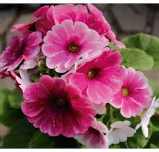 Planta Primavera Rosada Venta De Plantas Plantas Plantas En Maceta