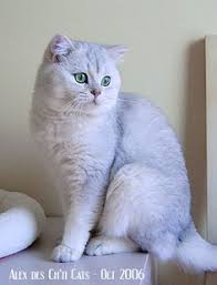Alex Des Ch Ti Cats Filhotes De Gatos Gatinhos Animal De Estimacao