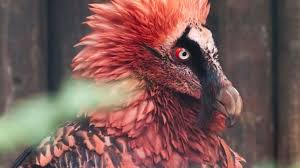 11 Facts About The Bone Eating Bearded Vulture Mental Floss