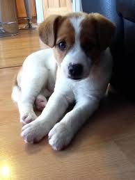 Jack Russell Terrier Dog Art Portraits Photographs Information And Just Plain Fun Also See How Artist Kline Draws His D Babyhunde Niedliche Hunde Susse Tiere