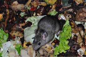 You can deter rats from setting up home in your garden by keeping it clean and tidy. How To Get Rid Of Rats Naturally Natural Rat Repellent Guide Install It Direct