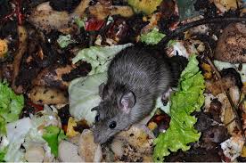 A pantry, shed, garage or other space that you use for storage can prove to be an enticing spot for rodents to set up their home. How To Get Rid Of Rats Naturally Natural Rat Repellent Guide Install It Direct