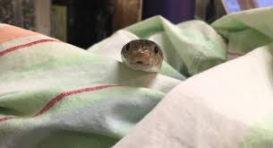 Although mostly terrestrial, corn snakes will climb if given the opportunity, especially when pursuing a potential meal. Snake Stigmas Our Ancestral Memories Wonderlab Museum Of Science Health Technology