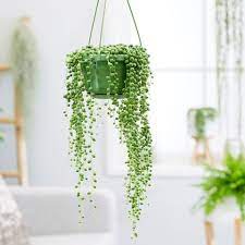 We did not find results for: Best Indoor Hanging Plants For The Home