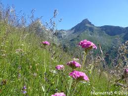 Epingle Sur Fleur Et Faune