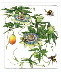 Passionflowers Passiflora Caerulea And Bubble Bees Bombus Watercolor On Paper Dessin Botanique Illustration Botanique Dessins Botaniques