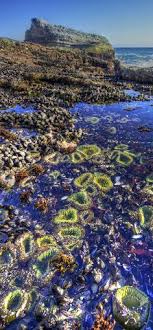 11 Best Tide Pools Images In 2016 California Beach Tide