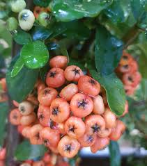 Image result for Pyracantha