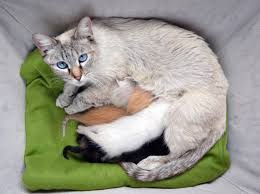 Trachtigkeit Bei Katzen So Erkennen Sie Sie