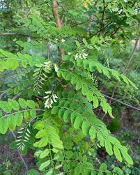 Image result for Robinia