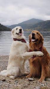 chaser brand official site adorable animals hashtags komik kopek fotograflari sevimli kopek yavrulari hayvan