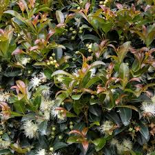 Image result for Eugenia