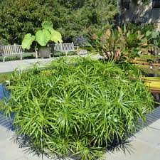 Image result for Cyperus amauropus