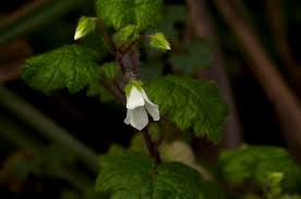 Image result for Ardisiandra wettsteinii